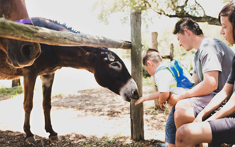 Man helps son feed donkey 